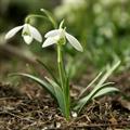 Galanthus Nivalis